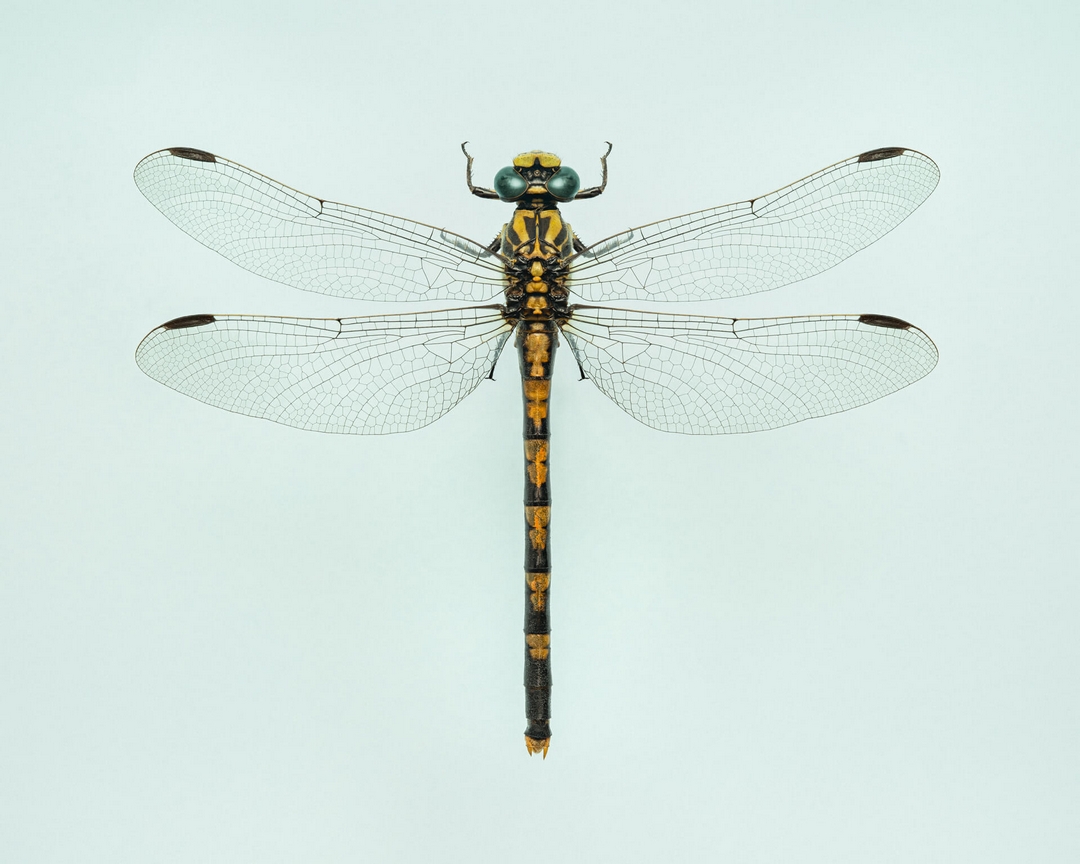 photographie macro d'une libellule en focus stacking