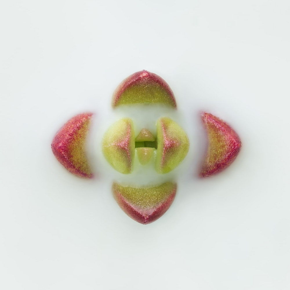photographie macro d'une plante symétrique
